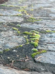 波利兹罗松Mountain View - Full Villa的相册照片