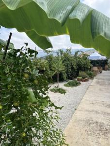 un giardino con un mucchio di piante e alberi di Casetta a Cavarretta a SantʼAgata di Militello