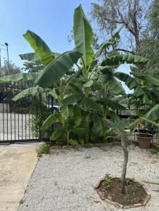 Giardino di Casetta a Cavarretta