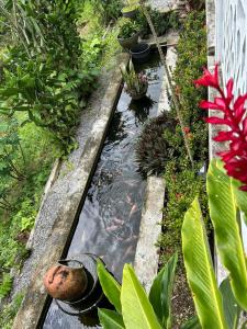 Zahrada ubytování Suíte em uma reserva ambiental com piscina
