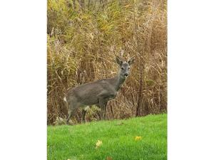 Fotografie z fotogalerie ubytování Beachvilla Grachtenblik v destinaci Makkum