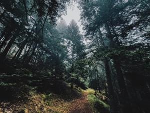 a dirt path in a forest with trees at La Cabane de Marie in La Bollène-Vésubie