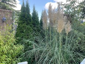 a garden with some tall grass and trees at Carmen diem in Altshausen