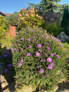 a bunch of purple flowers in a garden at Carmen diem in Altshausen
