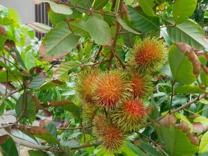 a bunch of durians on a tree with leaves at Bang Po Hut in Ban Bang Po
