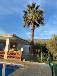 a palm tree in front of a house at Casa María in Órgiva