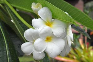 a white flower with droplets of water on it at Bang Po Hut in Ban Bang Po