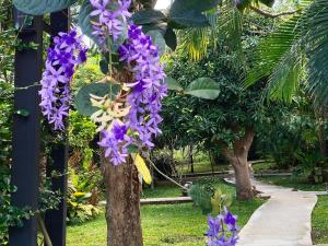 a bunch of purple flowers hanging from a tree at Bang Po Hut in Ban Bang Po