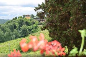 a group of red flowers in a field at Fashion House Tuscany ARTIMINO in Artimino