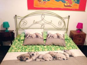 a group of puppies laying on a bed at Fashion House Tuscany ARTIMINO in Artimino