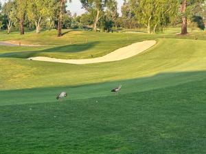 two birds standing in the grass on a golf course at This listing is not availabl in Eastvale