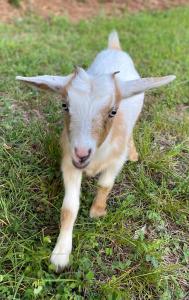 a baby goat is standing in the grass at Stinnett Family Farm in Stockbridge