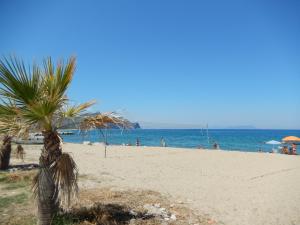 uma palmeira numa praia com o oceano em Hotel-Pensione 4 Stagioni em Falcone