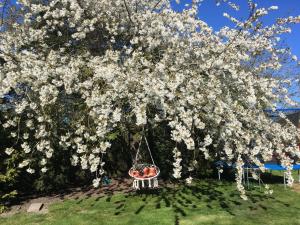 Zahrada ubytování Mohnblume + 8 fotografií