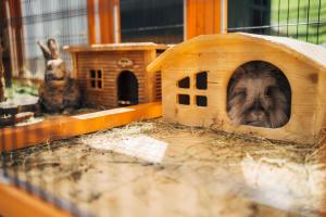Mascotas con sus dueños en Slow Travel Resort Kirchleitn