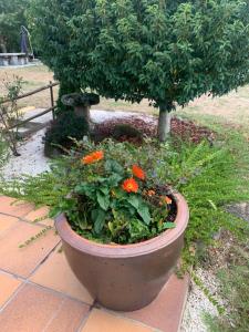 A garden outside A PORTELA - Pereiro de Aguiar