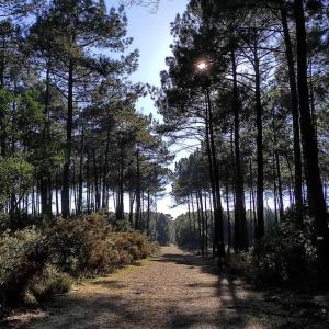 Billede fra billedgalleriet på Les jardins de Mimizan i Mimizan