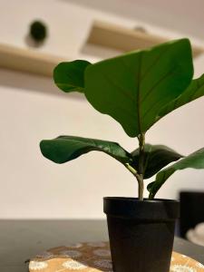 Φωτογραφία από το άλμπουμ του Lumineux Appartement - Quartier Louise στις Βρυξέλλες