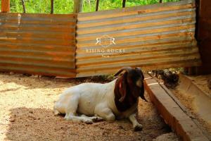 Animales en el apartamento o alrededores