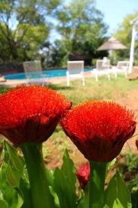 Jardín al aire libre en Refreshing Mountain FarmStay w Boma,Pool,Hikes,Obstacle Course
