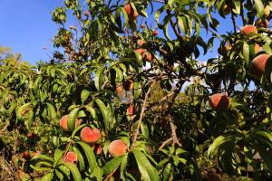 Jardín al aire libre en Refreshing Mountain FarmStay w Boma,Pool,Hikes,Obstacle Course