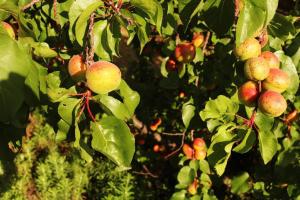 Jardín al aire libre en Refreshing Mountain FarmStay w Boma,Pool,Hikes,Obstacle Course