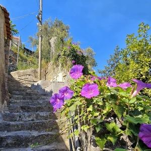 A garden outside Villa Ines