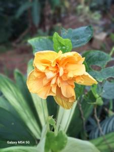Imagem da galeria de Chopana Alpina na Praia Brava em Ubatuba mais 23 fotografias