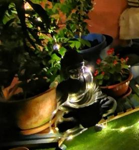 Fotografie z fotogalerie ubytování Casa MaLuca v destinaci Vir