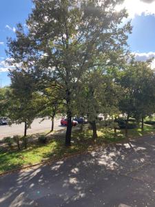 a tree on the side of a street at Belvárosi Classic Apartman 85 square meters in Szombathely
