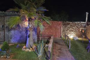 a palm tree in a yard at night at Ferme Benslimane 30 min de rabat in O Ben Slimane +12 photos