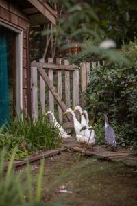 three ducks standing on a wooden deck near a fence at Hidden Creek Hideaway in Roberts Creek