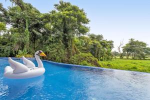 two swans in the water in a swimming pool at Graceful 1BHK Apartment by tisyastays in Candolim +4 photos