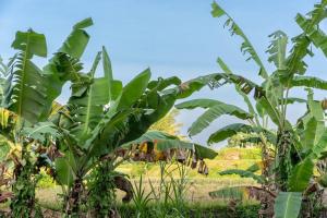 a group of banana trees in a field at Casa Tua - Hidden Ubud Gem Views in Ubud