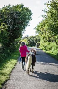 a woman walking a small horse down a road at Kionslieu Farm Cottages in Foxdale