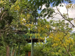 Taman di luar Single Trees Yala