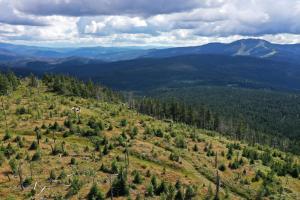 an open field with trees on a mountain at Altes Forsthaus Bodenmais in Bodenmais +41 photos