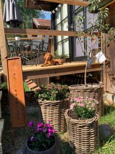 a dog laying on a porch with flowers in baskets at Heimerlmühle in Neunburg vorm Wald