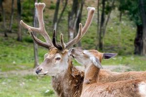 Zvieratá v apartmáne alebo blízkom okolí