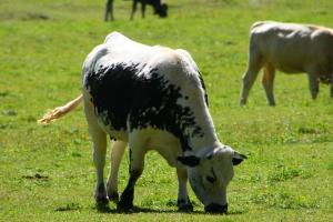 Φωτογραφία από το άλμπουμ του Gstattlhof Mountain Farmhouse σε Braies