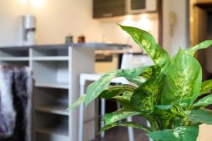 a green potted plant sitting in a room at Résidence Les Melezes - Studio rénové & chaleureux · Accès pistes par navettes · Parking extérieur MAE-1104 in Champcella +8 photos