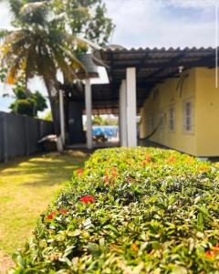 a bush with flowers in front of a house at Hostel Wei in Boa Vista