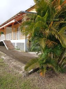 a palm tree in front of a house at Villa Grandes pièces in Petit-Bourg