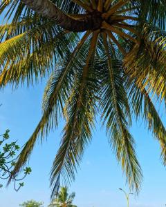 Φωτογραφία από το άλμπουμ του Dhaankolhu Rasdhoo στο Rasdu