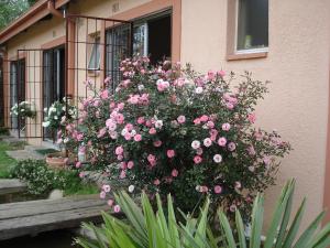 a large bush of pink flowers in front of a building at De Villas Guesthouse in Ermelo