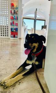 a dog sitting on the floor with a large stick at Hotel Perrakis in Kipri
