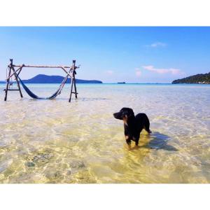 a black dog standing in the water in the ocean at Mangrove Beach Bungalows in Koh Rong Sanloem +88 photos