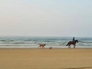 a man riding a horse and two dogs on the beach at Seacoast Caravan Benone in Castlerock