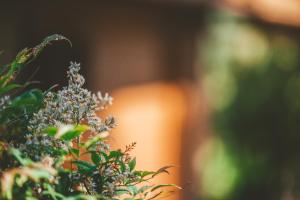 TaroucaQuinta do Lameiro的紫色花的植物的近距离