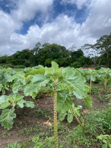 a plant with large green leaves in a field at Casa na floresta cósmica in Ananindeua